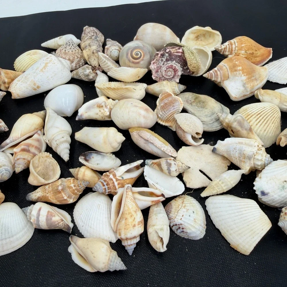 Sea Shells Lot Large White Tan‎ Good Natural Coastal Decor Crafting